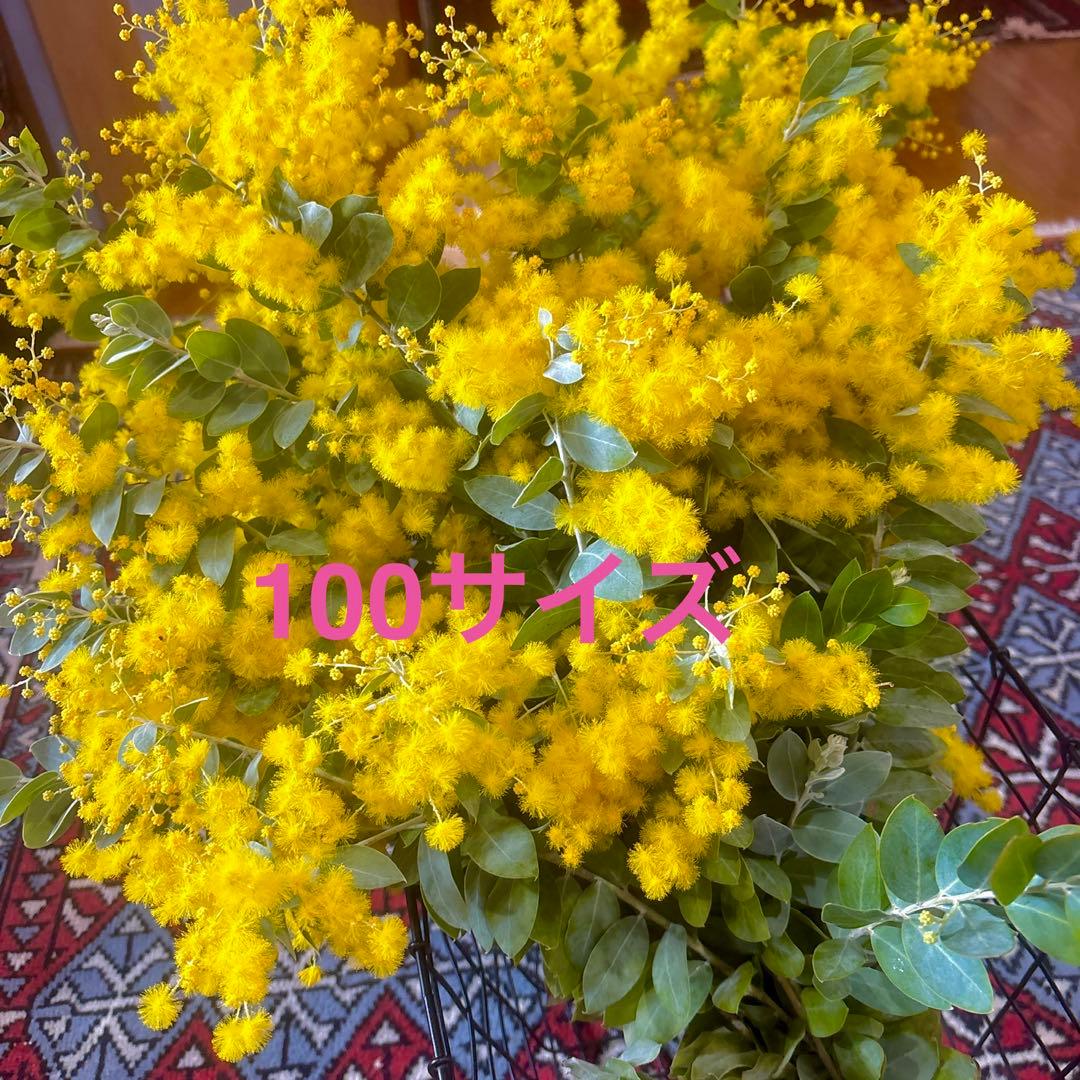 ミモザ パールアカシア 100サイズ箱いっぱい フレッシュ 切り花 生花
